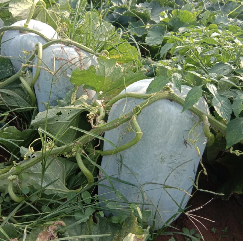 白梨瓜种植基地