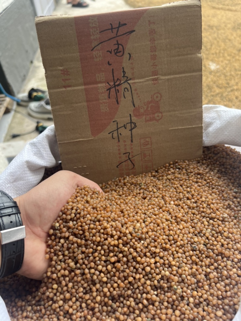 黄精种子