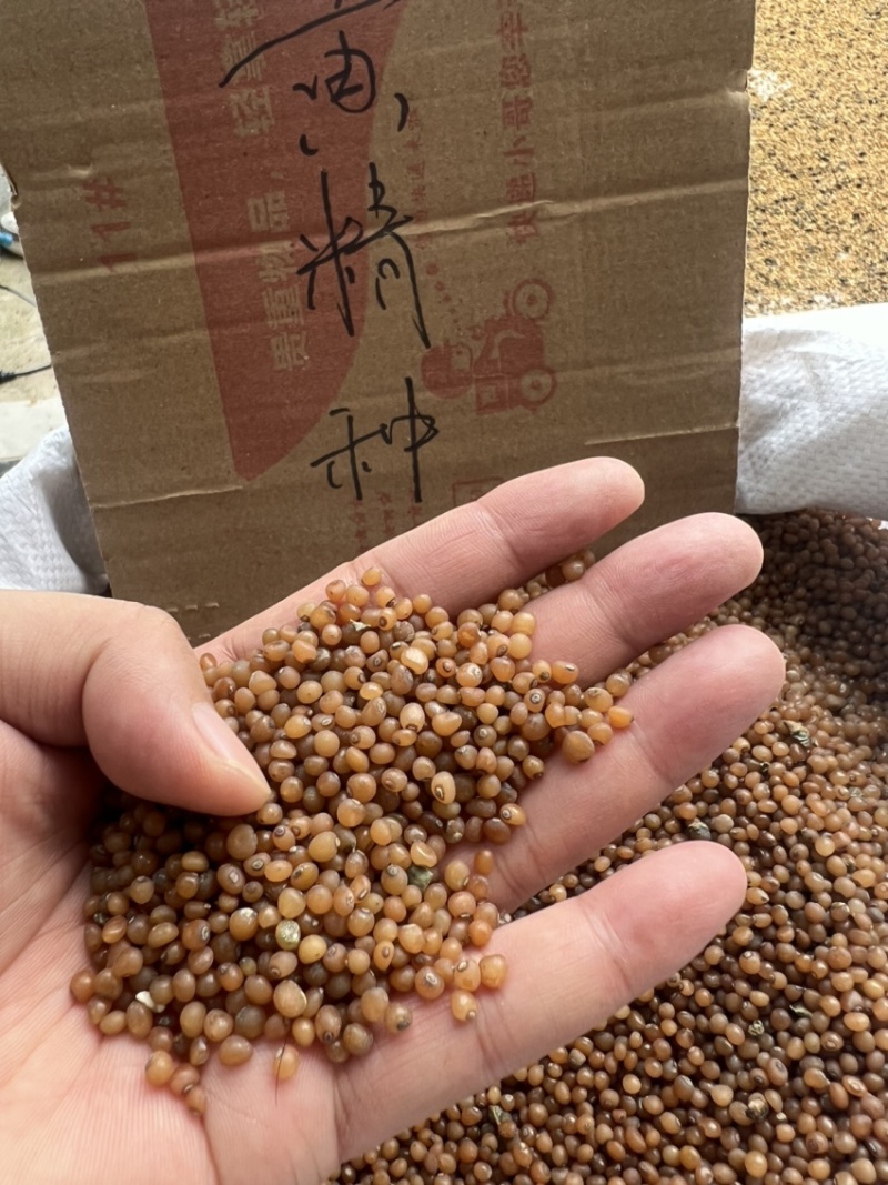 黄精种子