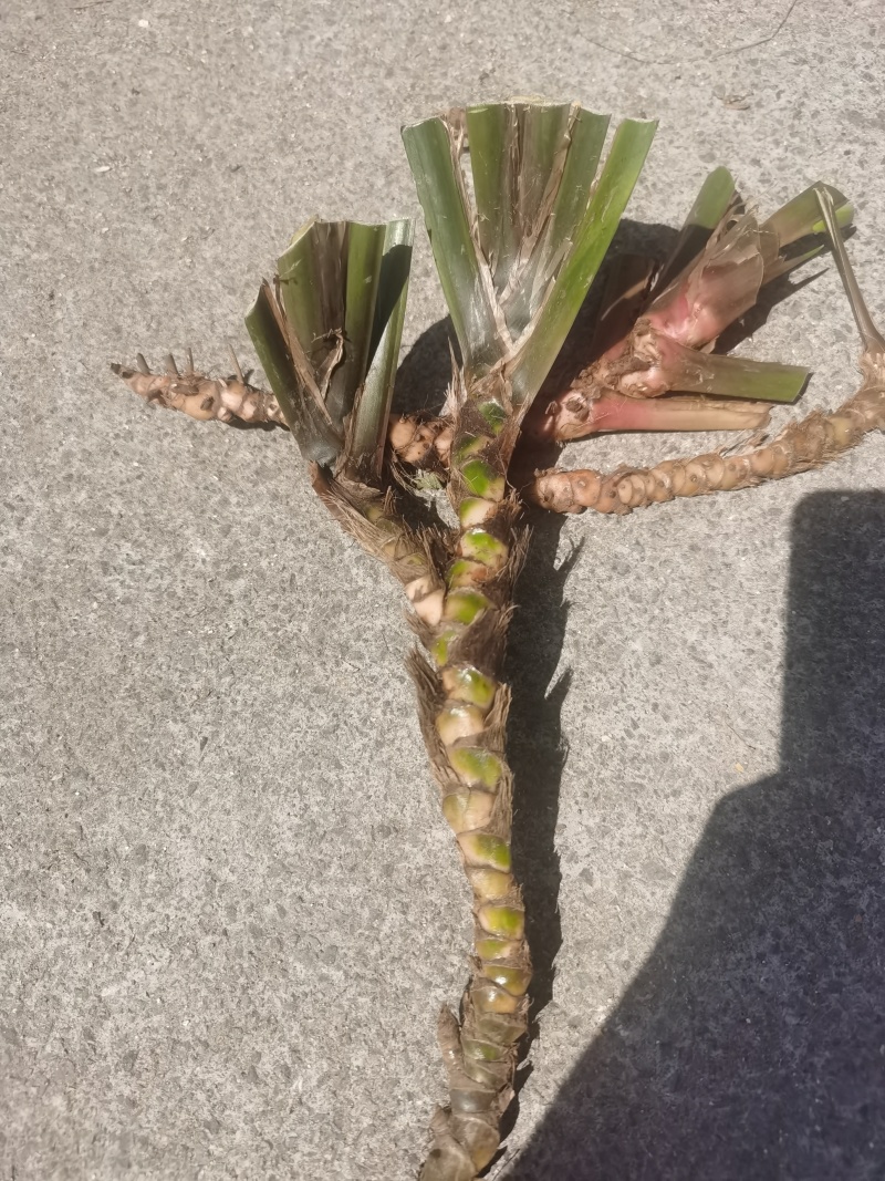 全国供应石菖蒲正品保障随时有货现货速发