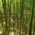 云南刺竹笋_干货_无硫_本色_全干