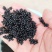 四川大天冬种子，品种纯正，发芽率95%，全国发货