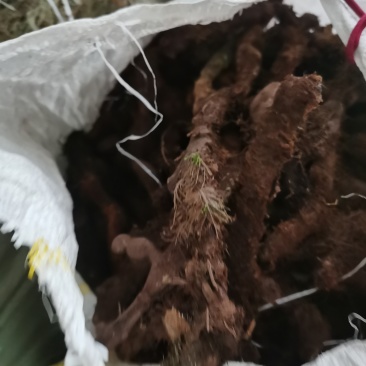 骨碎补