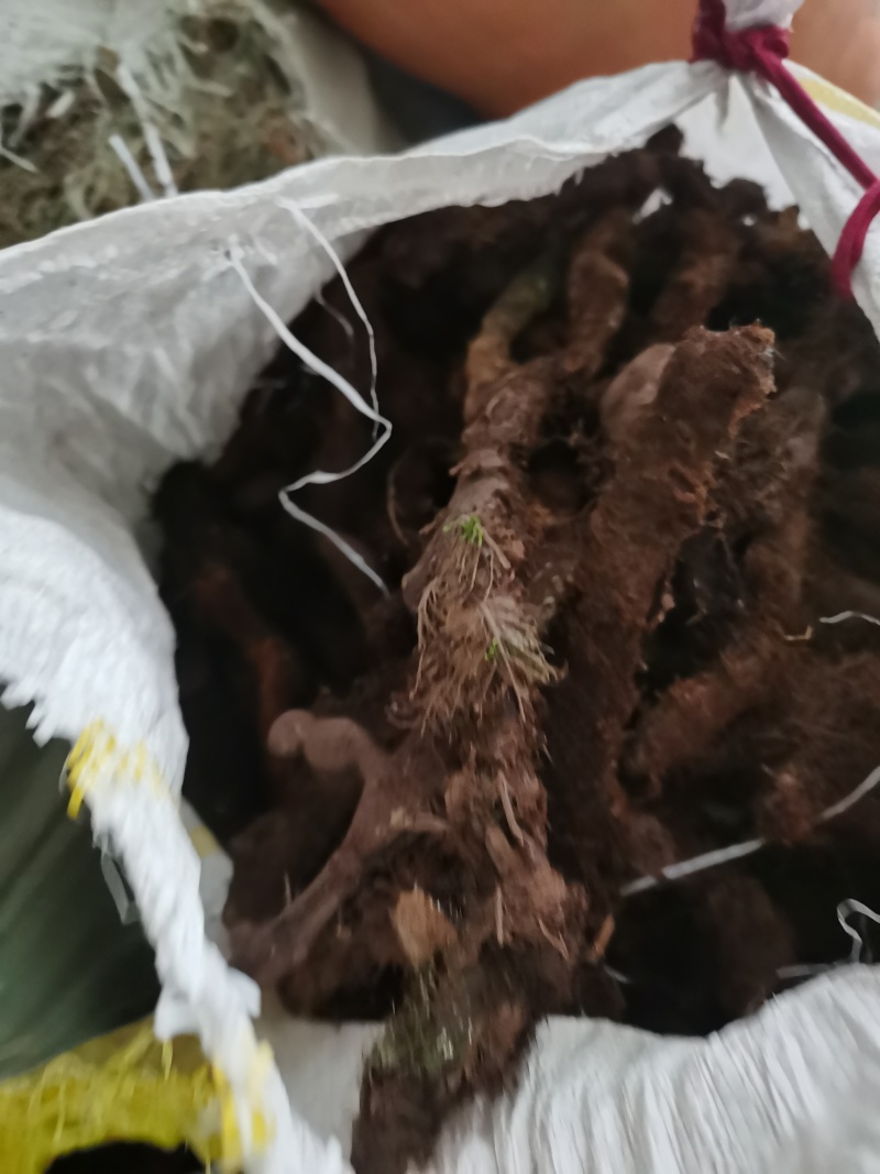 骨碎补