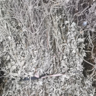 仙鹤草