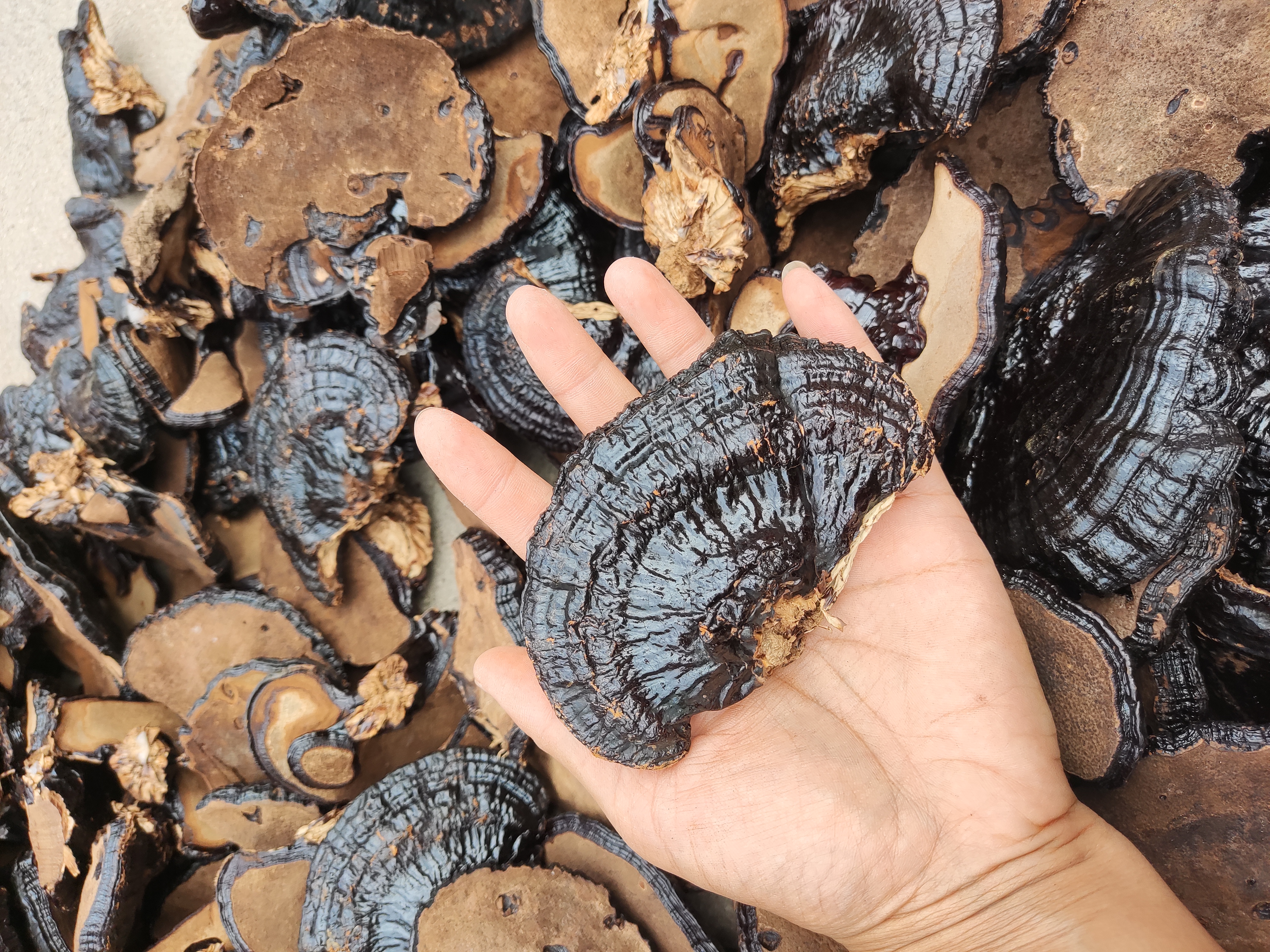 黑灵芝整体外观图