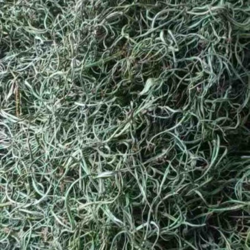 细叶化石草/猫须草/产地直发/量大价优/欢迎老板致电