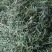 细叶化石草/猫须草/产地直发/量大价优/欢迎老板致电
