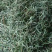 细叶化石草/猫须草/产地直发/量大价优/欢迎老板致电