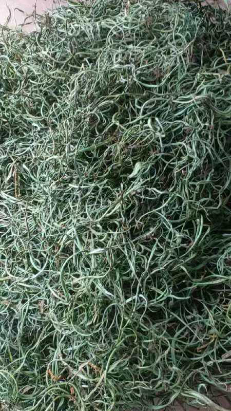 细叶化石草/猫须草/产地直发/量大价优/欢迎老板致电