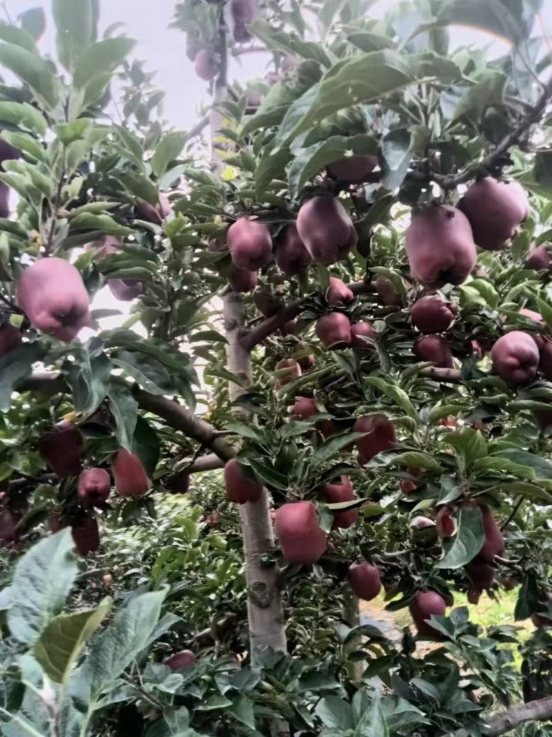 天水花牛苹果以大量上市，支持电商，一件代发