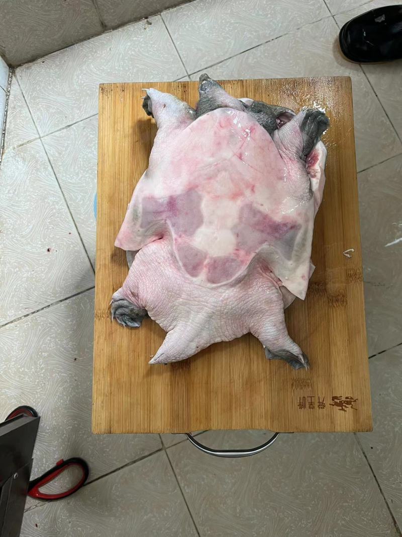 宰杀款甲鱼，大排档，卤甲鱼专用，真空包装，全国发货