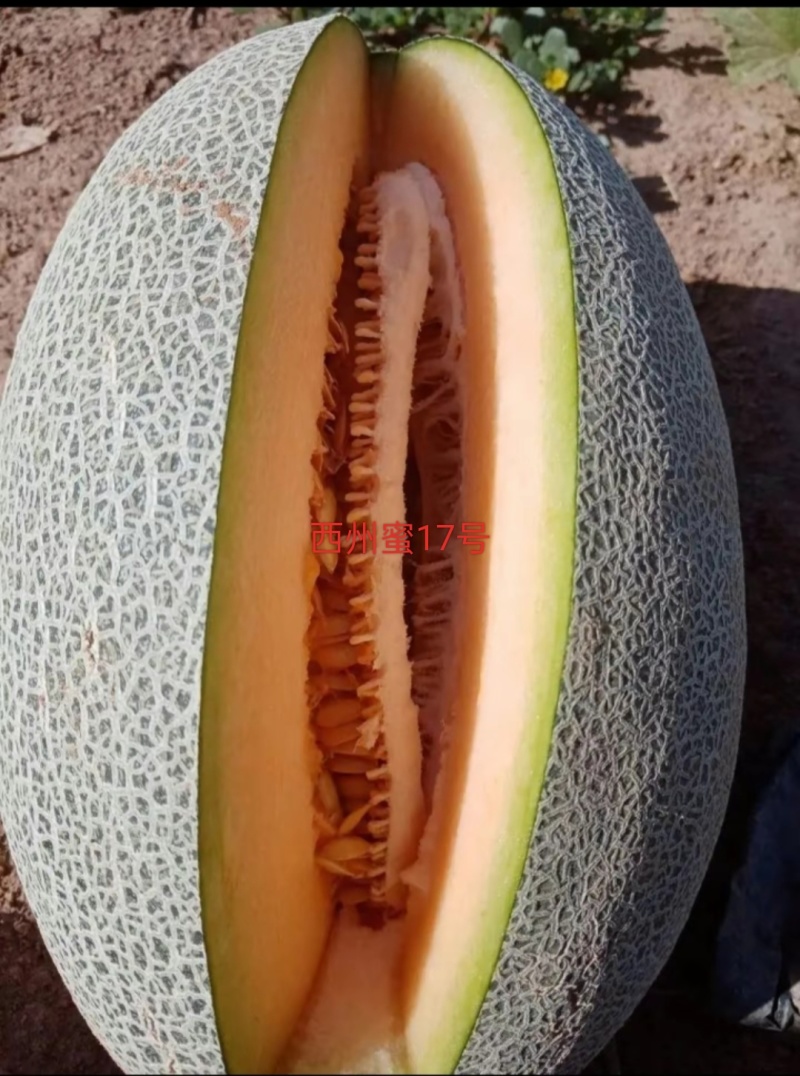 吐鲁番哈密瓜，欢迎来电咨询，产地直发一手货源，诚信经营。