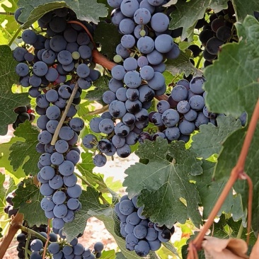 宁夏本地酿酒葡萄赤霞珠大量上市了