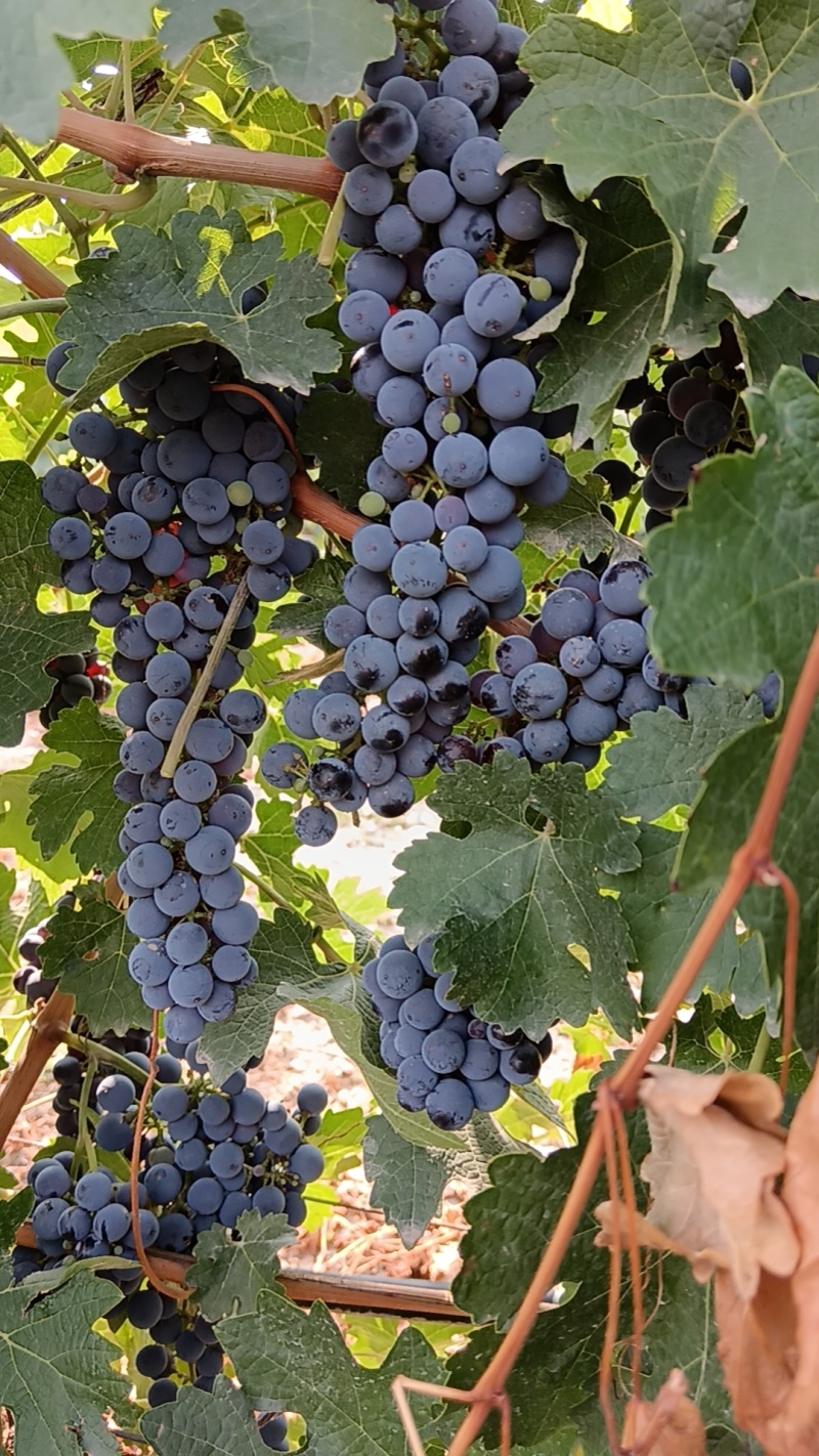 宁夏本地酿酒葡萄赤霞珠大量上市了