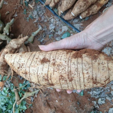 大量供应鲜货粉葛次品厂货打葛根粉专用