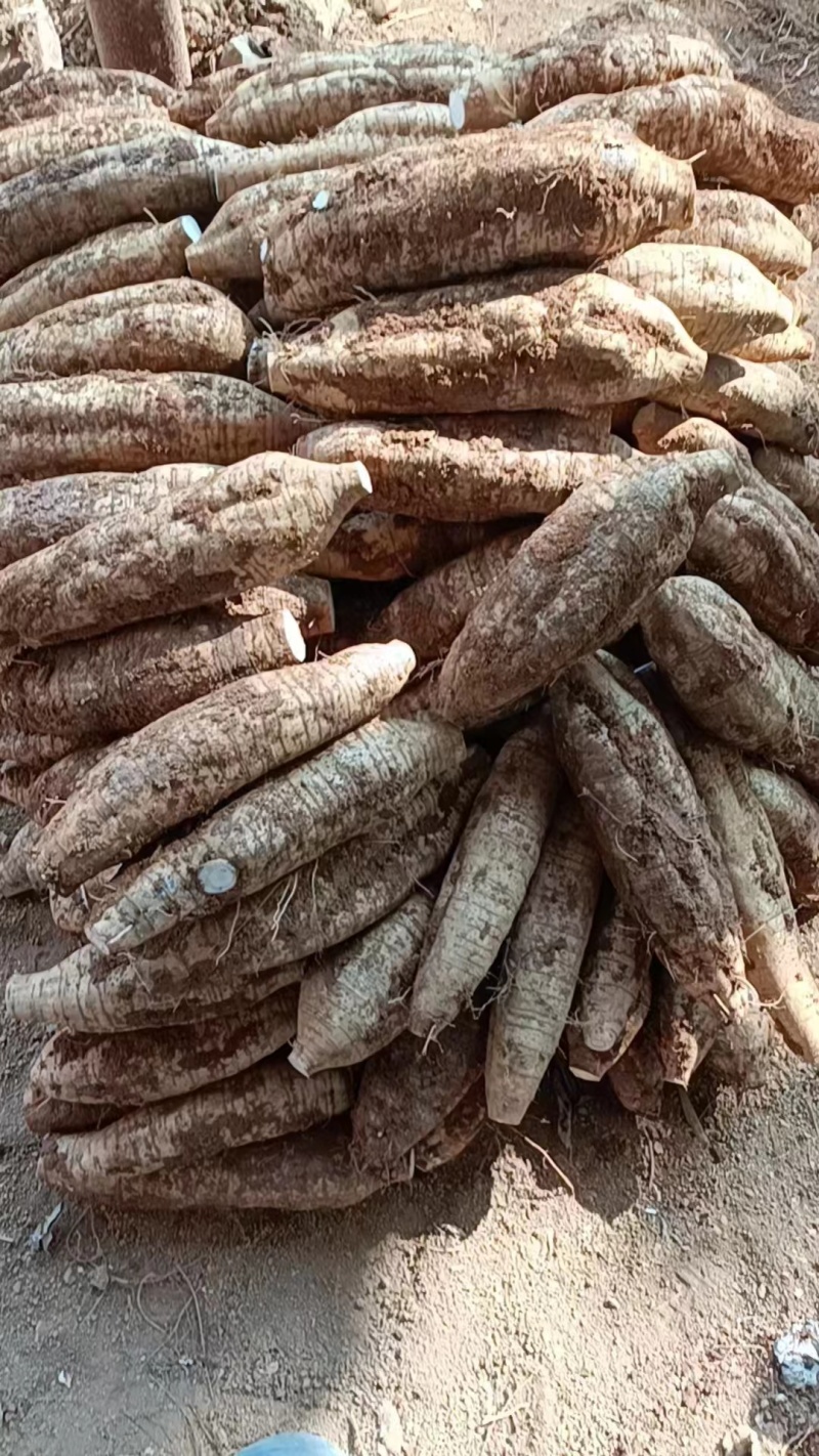 大量供应鲜货粉葛次品厂货打葛根粉专用
