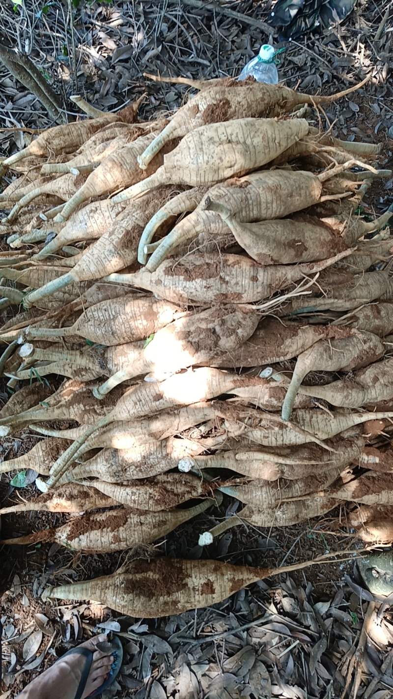 大量供应鲜货粉葛次品厂货打葛根粉专用