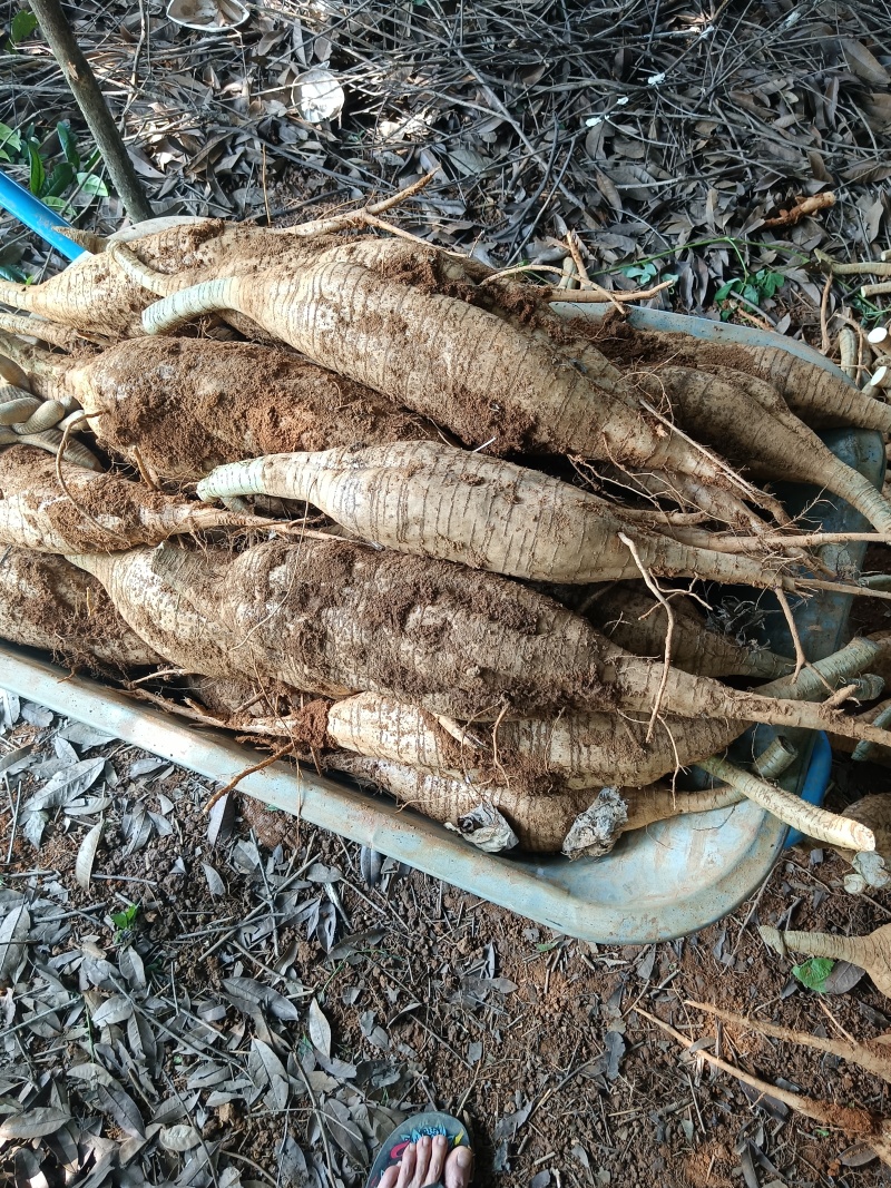 大量供应鲜货粉葛次品厂货打葛根粉专用