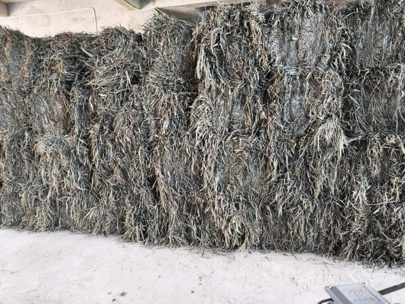 野生淡竹叶优质精心挑选视频看货量大从优货源充足