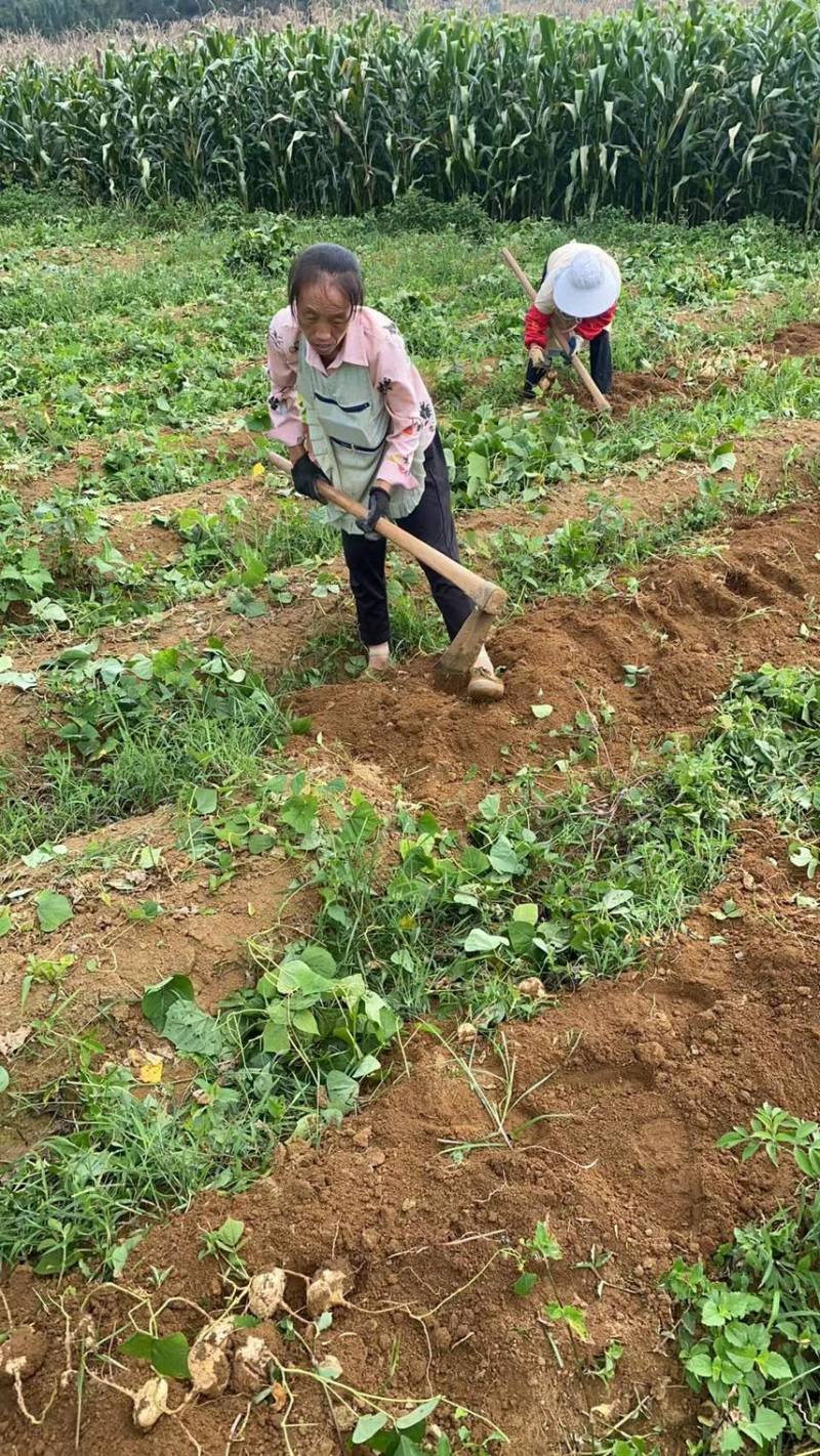 高山地瓜、凉薯、对接各大市场、电商、商超、