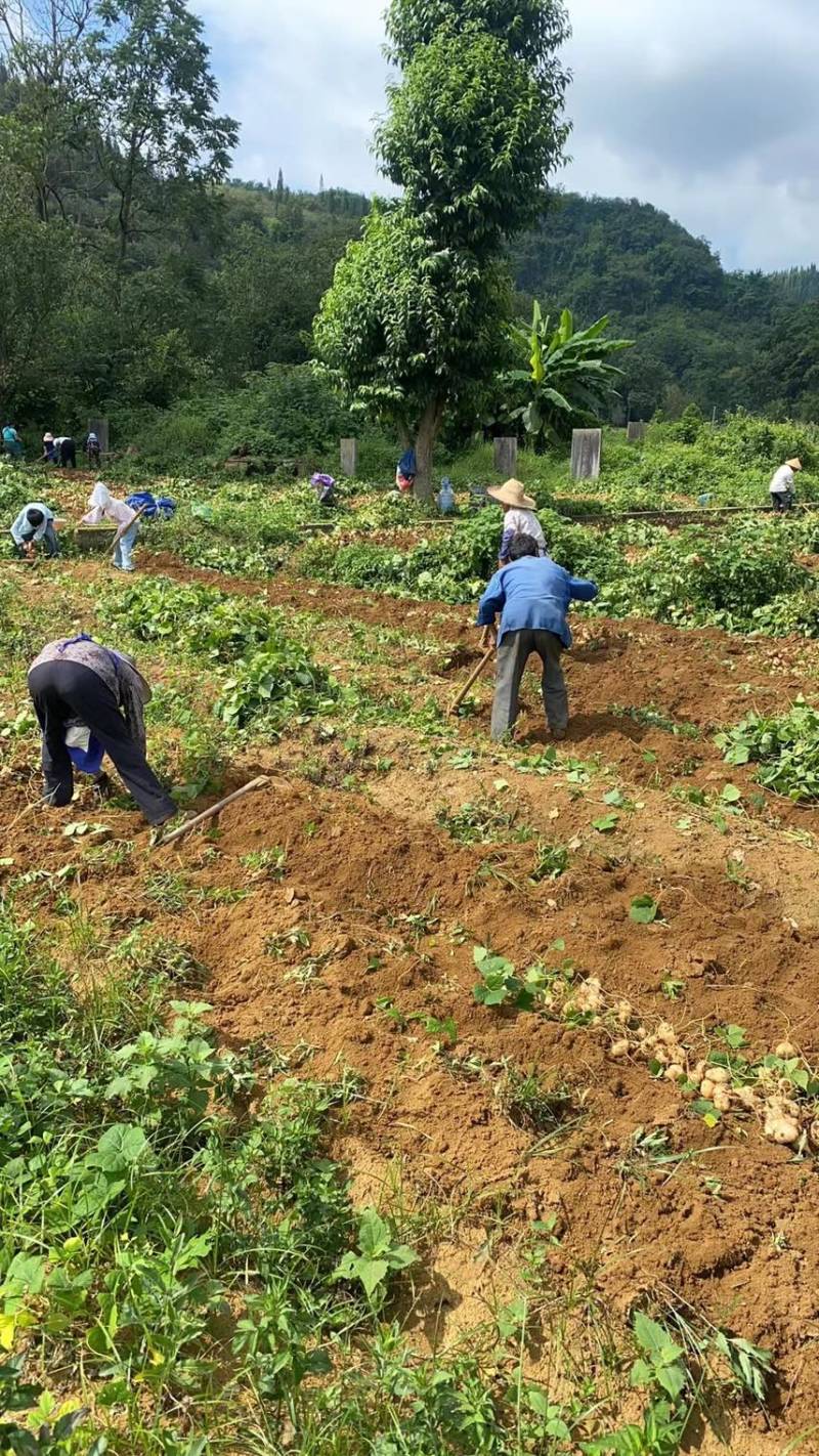 高山地瓜、凉薯、对接各大市场、电商、商超、