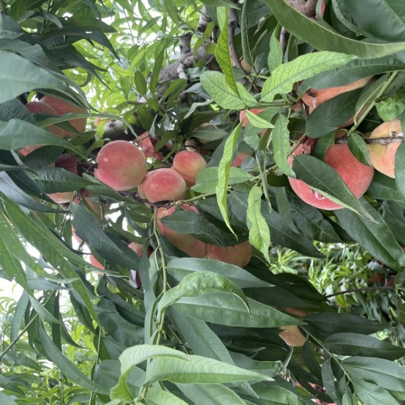 永连蜜桃