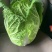 黄心大白菜