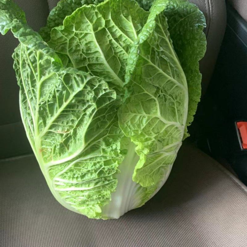 黄心大白菜