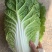 黄心大白菜