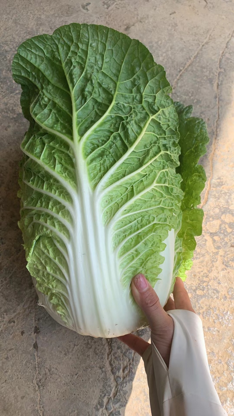 黄心大白菜