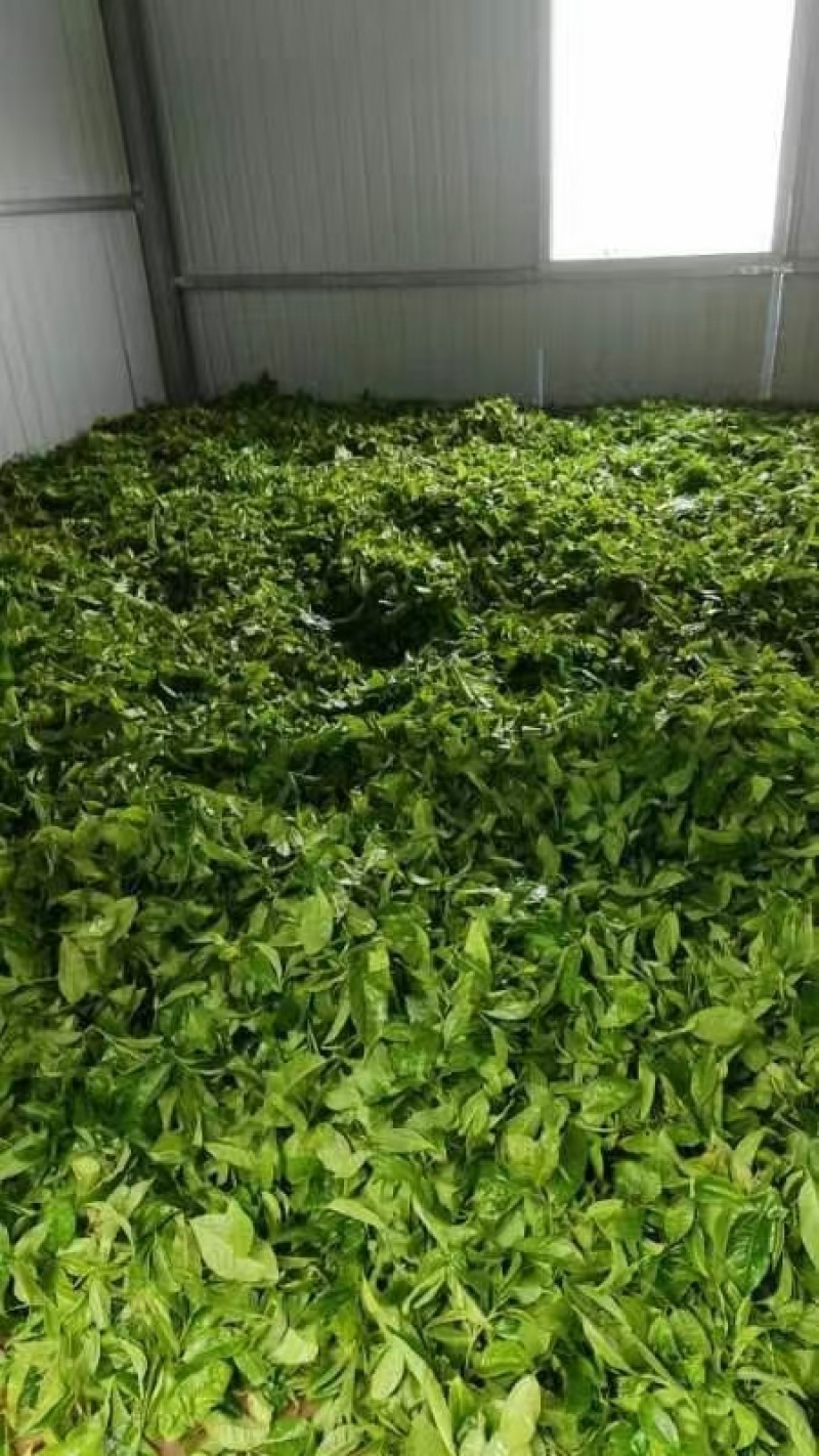 临沧茶仓