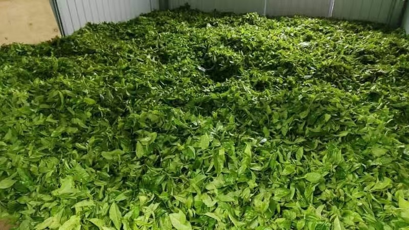 临沧茶仓