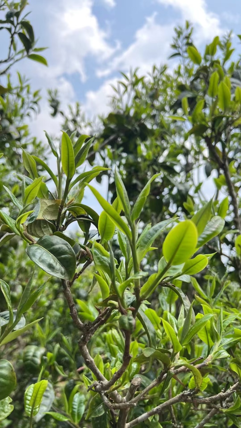 临沧茶仓