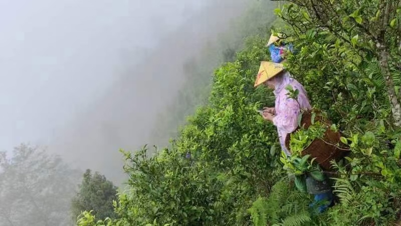 临沧茶仓