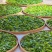临沧茶仓