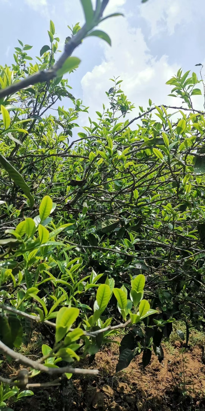 临沧茶仓