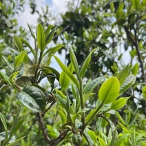 临沧茶仓