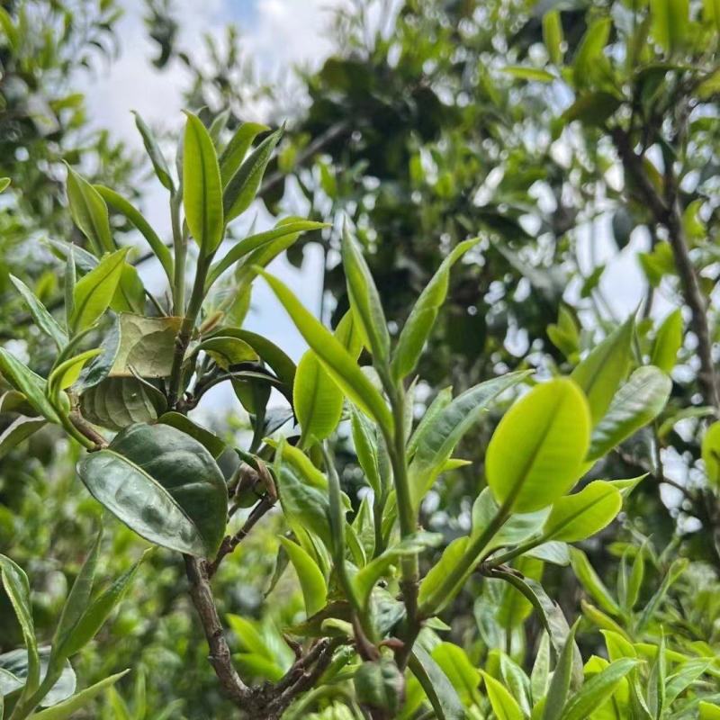 临沧茶仓