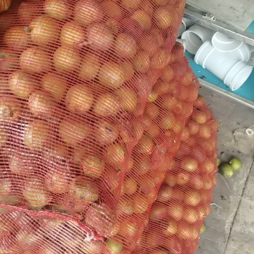 云南清皮核桃
