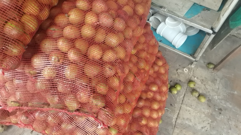 云南清皮核桃