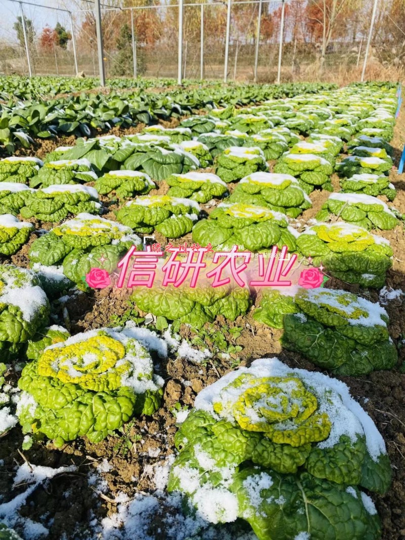 基地专用耐寒黄心菜种子特矮棵淮南黄心乌种子乌菜种籽