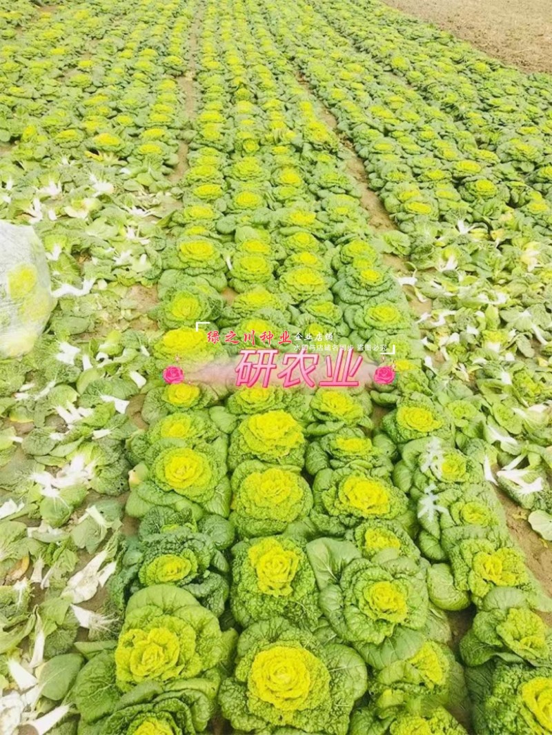 基地专用耐寒黄心菜种子特矮棵淮南黄心乌种子乌菜种籽