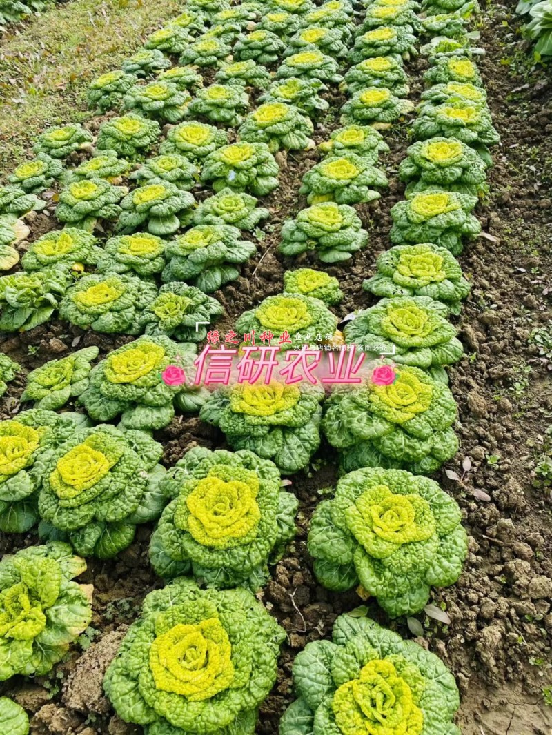 基地专用耐寒黄心菜种子特矮棵淮南黄心乌种子乌菜种籽