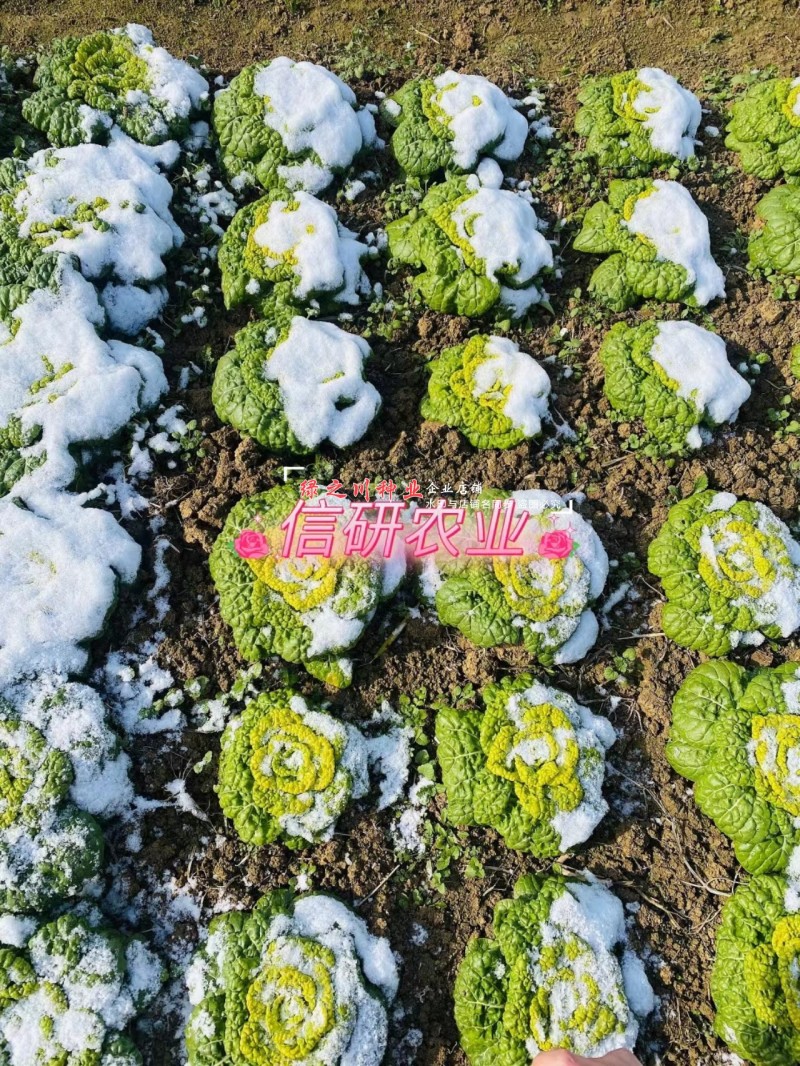 基地专用耐寒黄心菜种子特矮棵淮南黄心乌种子乌菜种籽