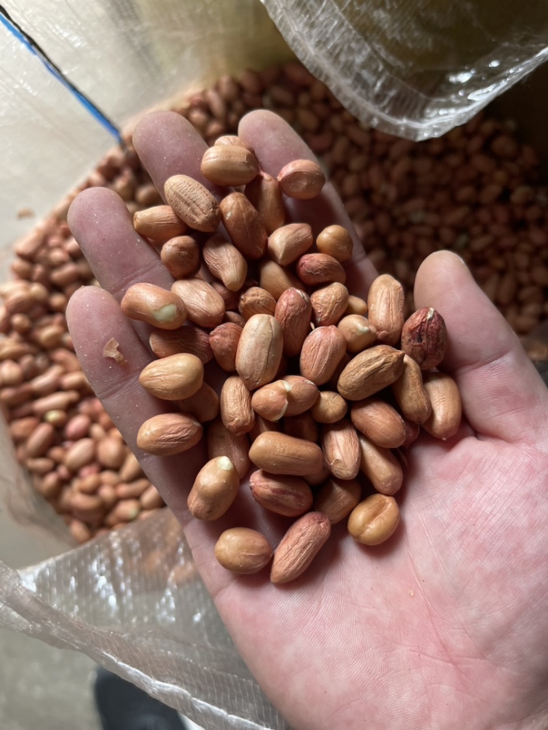 白沙精选米鲁花精选米今年新米油料米商品米
