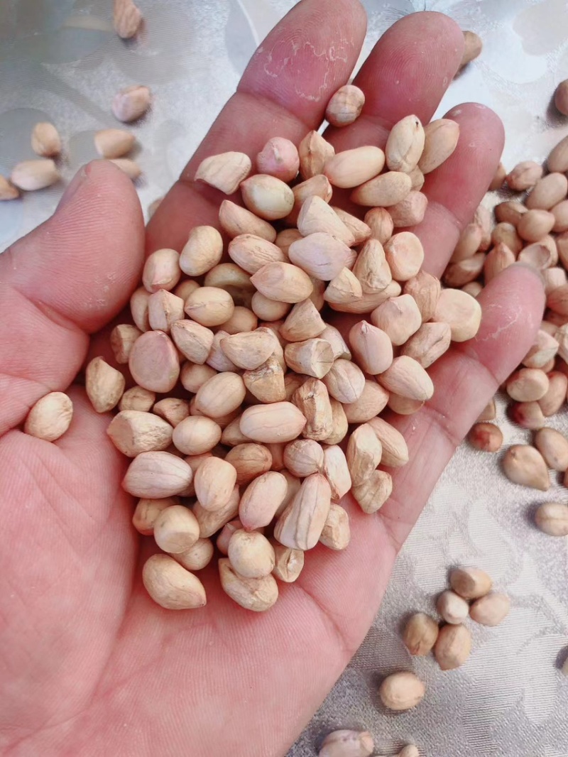 白沙精选米鲁花精选米今年新米油料米商品米