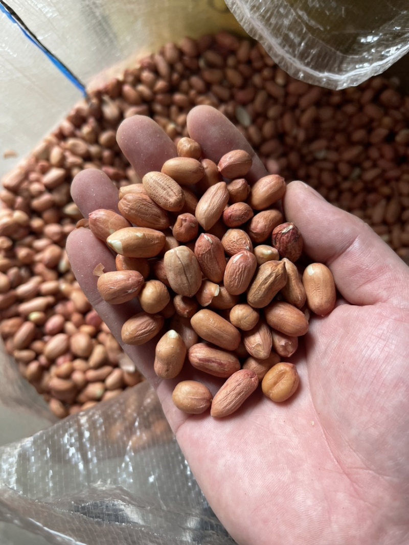 白沙精选米鲁花精选米今年新米油料米商品米