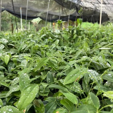 白肉土茯苓种苗2~3年龄种苗收益大、产量高技术指导，
