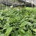白肉土茯苓种苗2~3年龄种苗收益大、产量高技术指导，